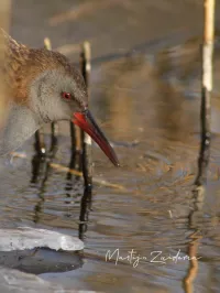 Waterral [Rallus aquaticus] - A4 trace Vlaardingen en Schiedam (7feb2012)  